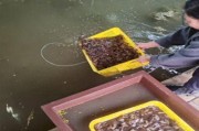 乌海首个葡萄小龙虾共生项目落地 生态农业新探索