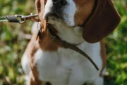 大耳朵狗品种盘点：巴吉度、比格犬等萌宠推荐