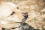 家里好养又忠诚的中型犬，推荐这5种