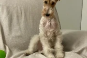 小狗呕吐没精神？4个月比熊幼犬应对策略