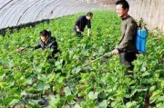 乡村季风化肥真假辨别：三招教你识破假磷酸二氢钾