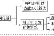 生态系统的能量流动图解，能量怎么输入传递？