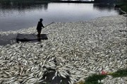 鱼塘有机磷中毒怎么救？记住这3步急救法