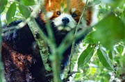 世界野生动植物日：普洱新生熊狸三胞胎满月啦
