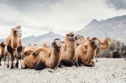 骆驼靠啥在沙漠活？了解沙漠生物链的基石