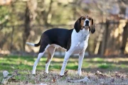 大耳朵狗有哪些？猎犬、冠毛狗等5种