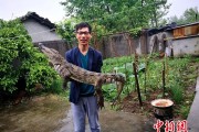 乡村季风鳄鱼养殖创业 小伙带动乡亲致富