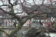 西湖文化广场附近餐厅｜湛碧楼免费赏梅王，用餐中高档值得吗