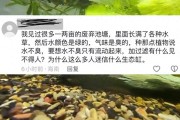 生态缸养鱼，新手反比老手容易成功？