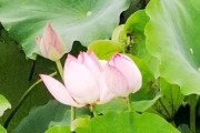 阜城湖生态公园荷花7月盛开 赏花正当时