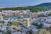 武汉春季旅游景点：樱花提前半月炸开，这些地方必打卡