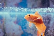 新手养鱼换水指南：避开温差、酸碱度、猛换水三大陷阱