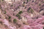 蓝田三凤山野桃花免费看，西安周边最美桃花沟