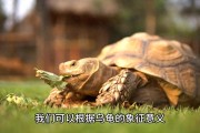 孕妇梦到水里抓乌龟，预示健康和财运