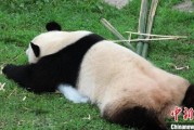 沈阳熊猫馆：大熊猫抱冰块、洗喷淋享清凉