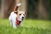 狗狗怀孕咋看出？身体信号、行为变化及医疗检测全解析
