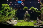鱼缸生态系统怎么做？三步打造自维持水族箱