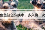 生态鱼缸有过滤供氧，不用常换水