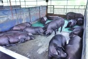 涪陵黑猪养殖模式升级，探索生态种养循环绿色发展路