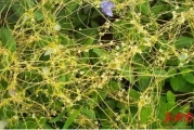植物间也有无线通讯？揭秘生态系统的信息传递