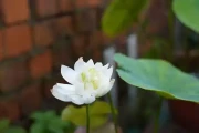 苏州沙湖公园荷花开了！首朵瑞雪映花惊艳绽放