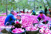 三北工程45年：生态富民双丰收，果农苹果大卖