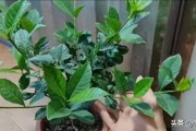 养花用啤酒酵母粉，几块钱自制生根水，比高价花肥管用