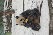 清明假期首日哈尔滨太阳岛开园，市民游客冒雪赏春