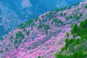 西安1小时直达！秦岭粉色桃花海，蓝田生态游必去