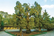 陕西古树5000年，黄帝手植柏你见过吗
