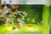 生态鱼缸别乱换水！一般1-2周换一次
