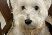 狗狗怀孕怎么看？肚子、乳头变化+B超检查全解析