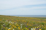 葫芦岛菊花岛宾馆周边看花海 不花钱的浪漫