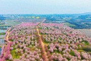 巢湖拍樱花30元蒸蛋，早7点抢车位
