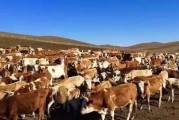 红安格斯牛与西门塔尔杂交后代长啥样？看图片