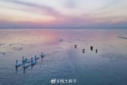 南京姑娘拍火野生动物短片，城市生态修复让珍稀物种成日常