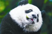 成都大熊猫生态公园怎么建？看完就懂