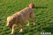 中型犬选哪种好？金毛拉布拉多性格温顺