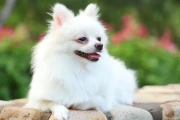 狗狗怀孕多久能看出来？最快2周有征兆，教你准确判断