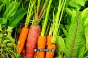 生态农业模式规划：土里埋木头，打造省心种植床