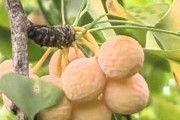 银杏文化及人文知识：活化石树有何特点