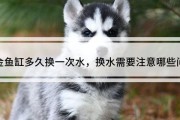 生态鱼缸换水别死板：有过滤10-15天，无过滤3-5天