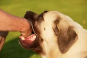 养狗易患的传染病有哪些？狂犬病等危害你要知道