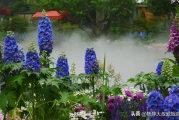 杭州西溪湿地有啥文化？一文看懂水乡民俗与花朝节
