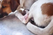 狗狗怀孕多久能看出来？2-3周就有征兆，这些变化很明显