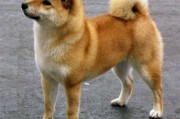 柴犬耳朵多久立起来？新手必看时间表