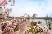 安徽蚌埠固镇县樱花 春游赏花好去处