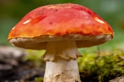 皇太极多尔衮汗位之争真相，竟与清宫剧剧情大不同