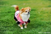 比格犬、腊肠犬等5种大耳朵狗，哪种最可爱？