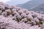 婺源十一自驾游：10万亩樱花+8大景区免票